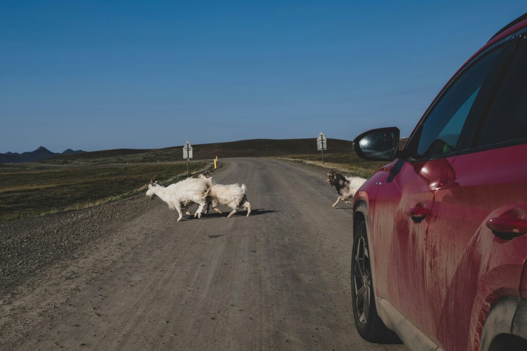 Animal en carretera riesgo para conductores